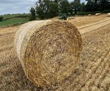 Wheat straw