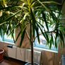 Yucca tree Image 2