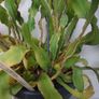 orchid cacti. Image 2