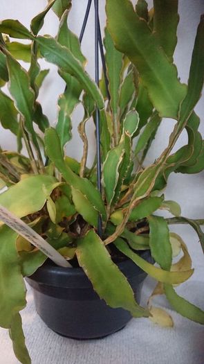 orchid cacti.