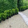 Box hedging (bushy) Image 3