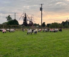 Blackfaced mountain ewe lambs
