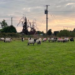 Blackfaced mountain ewe lambs