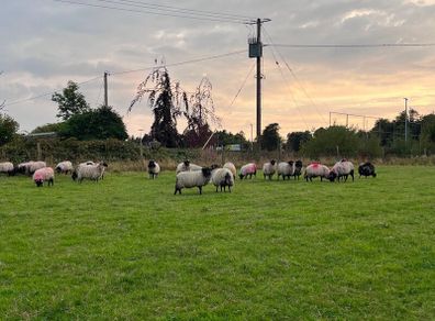 Blackfaced mountain ewe lambs