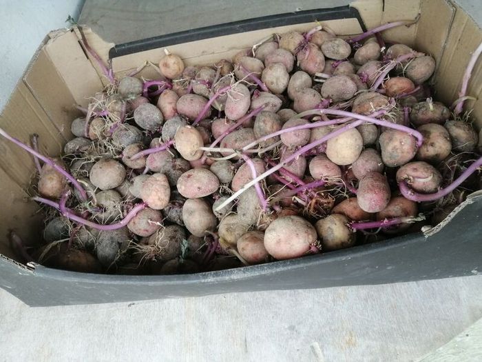 Seed potatoes, mix of Roosters and Kerrs Pinks
