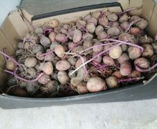 Seed potatoes, mix of Roosters and Kerrs Pinks