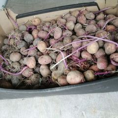 Seed potatoes, mix of Roosters and Kerrs Pinks