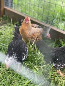 Very small bantam breed