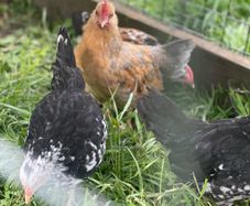 Very small bantam breed