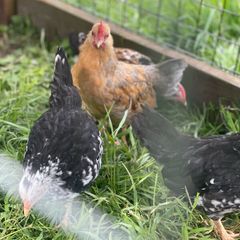 Very small bantam breed