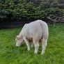Pedigree charolais Image 5