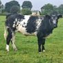 Springers Image 3