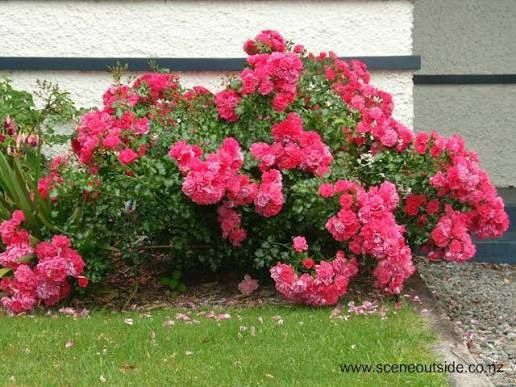 The Fairy Bare root roses