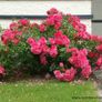 The Fairy Bare root roses Image 4