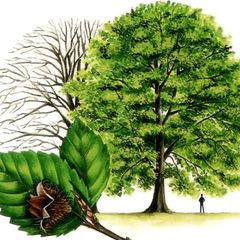 Beech tree