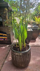 Potted plant