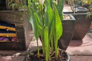 Potted plant