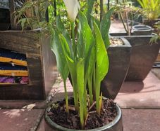 Potted plant