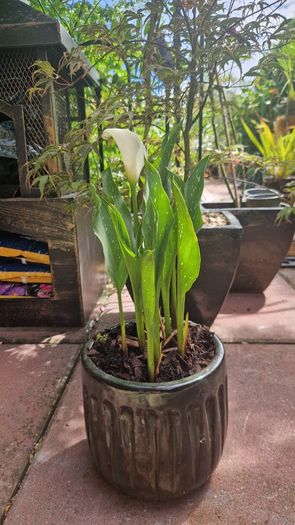 Potted plant