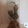 Taxidermied bird in glass dome Image 3