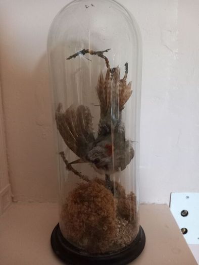 Taxidermied bird in glass dome