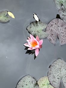 water lily
