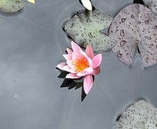 water lily