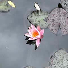 water lily