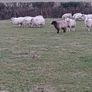 Ewe Lambs Image 6