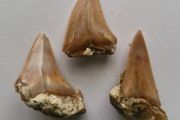 Set of 3 Fossil Shark Teeth in Natural Matrix