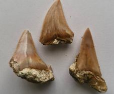Set of 3 Fossil Shark Teeth in Natural Matrix