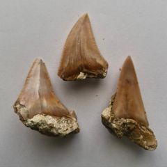 Set of 3 Fossil Shark Teeth in Natural Matrix