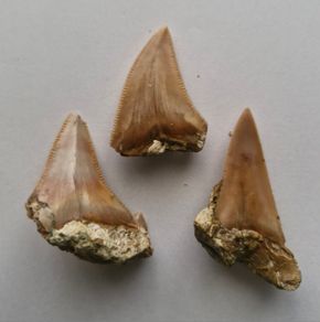 Set of 3 Fossil Shark Teeth in Natural Matrix