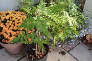 Jasmine climbing plant