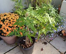 Jasmine climbing plant