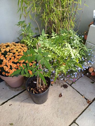 Jasmine climbing plant