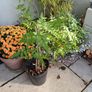 Large Garden Plant bundle 33+ plants 4 trees plus plants Image 2
