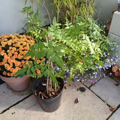 Large Garden Plant bundle 33+ plants