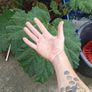 plants Image 2