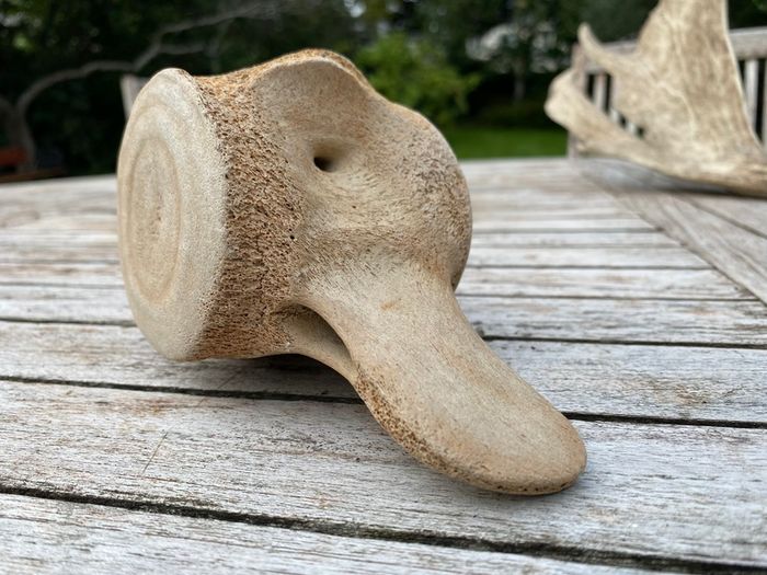 Whale vertebrae