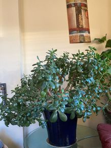 Jade Plant