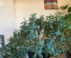 Jade Plant