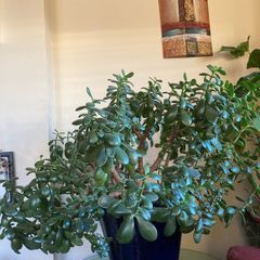 Jade Plant