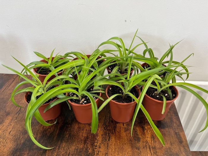 Small spider plant house plant