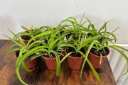 Small spider plant house plant