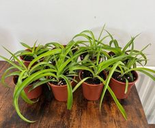 Small spider plant house plant