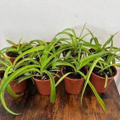 Small spider plant house plant