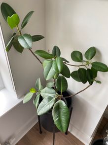 Rubber Plant