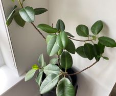 Rubber Plant