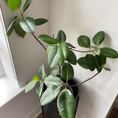 Rubber Plant